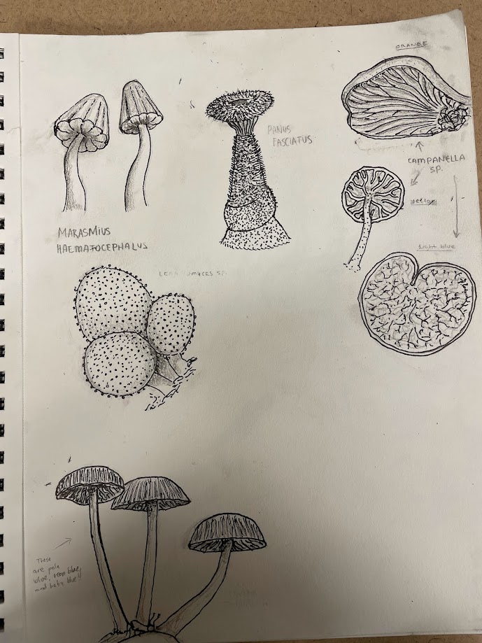 Mushroom Sketches